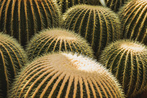 tops of cactus 