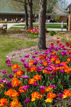 purple and orange flowers in a flower bed 
