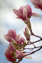 pink blossoms on a tree branch 