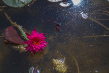 flower in pond water 
