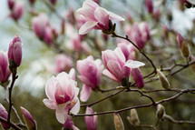 pink flowers on a spring tree 