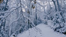 Frozen snowy trees in cold winter forest trail Outdoor nature background
