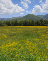 field of yellow wildflowers in front of a mountain