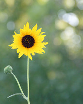 summer sunflower 