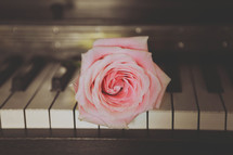 pink rose on a piano 