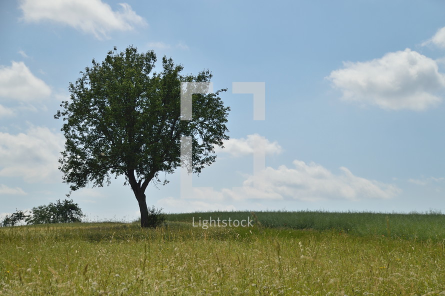 single tree in a spring field 