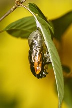 monarch butterfly emerging from the chrysalis 