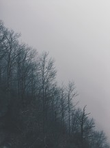 a winter forest and fog on a mountainside 