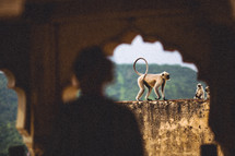 monkey in a temple 