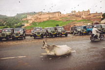 cow lying in the street in India 