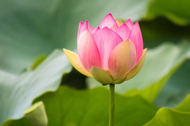 water lily blooming 