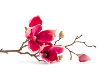 pink magnolia blossoms 
