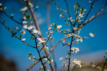 Cherry branch White flowers close with a blue background