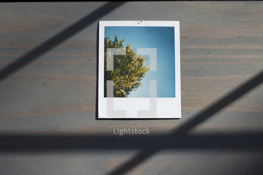 Polaroid Photograph of Tree and Sky Lays on Wooden Table with Shadows