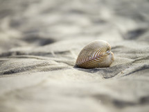 clam shell in the sand on a beach 