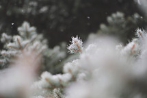 snow falling on evergreen branches in shallow focus