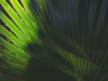 large palm leaves with distinct shadow - iPhone capture