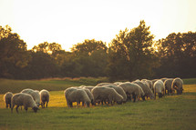 sheep grazing in a pasture 