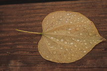 water droplet on a leaf on a wood deck 