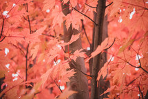 red maple leaves on a fall tree 
