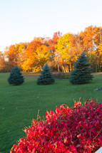 Christmas trees and fall colors on bushes 
