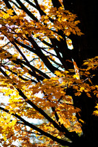 leaves on branches of a fall tree 