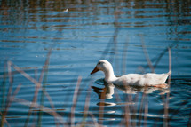 a white duck on a pond 