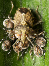 mother shield bug and babies