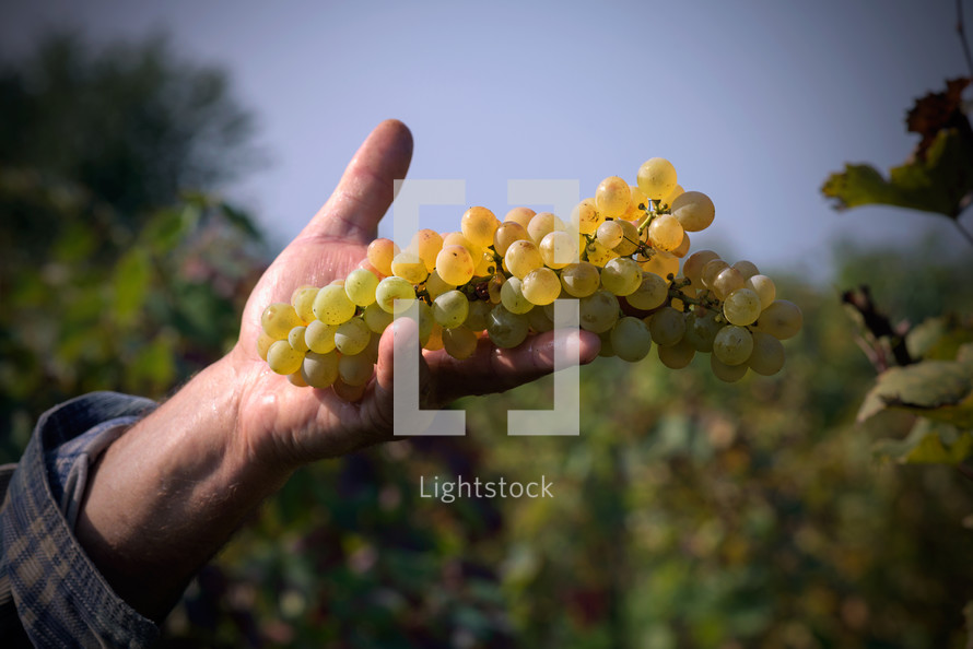 hand holding green grapes in a vineyard