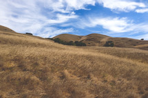 wind blowing tall grasses on a hill 