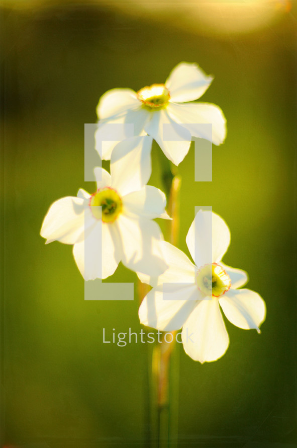 white flowers in sunlight 