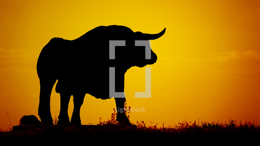 bull silhouette afterglow at sunset 