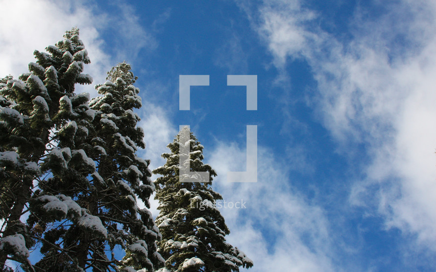 snow covered pine tree tops