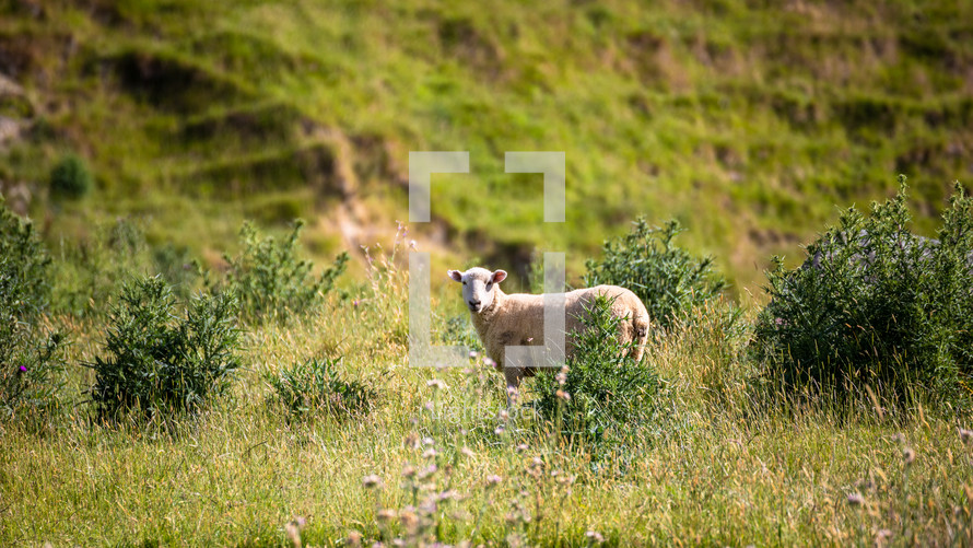 sheep in a meadow 