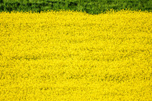 field of yellow 