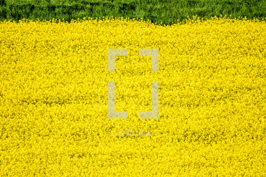 field of yellow 