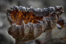 curled brown leaf 