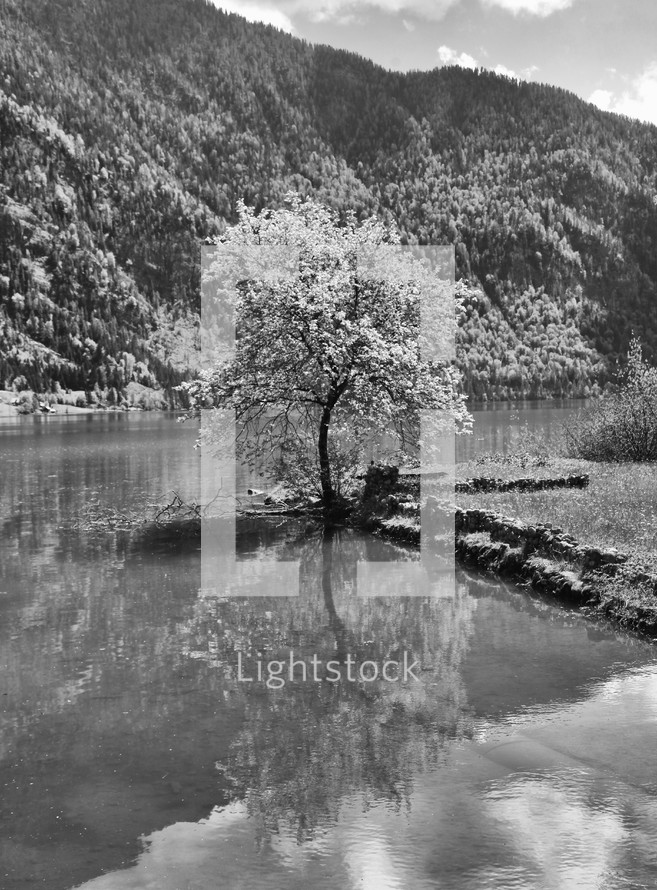 tree at the edge of a lake shore 