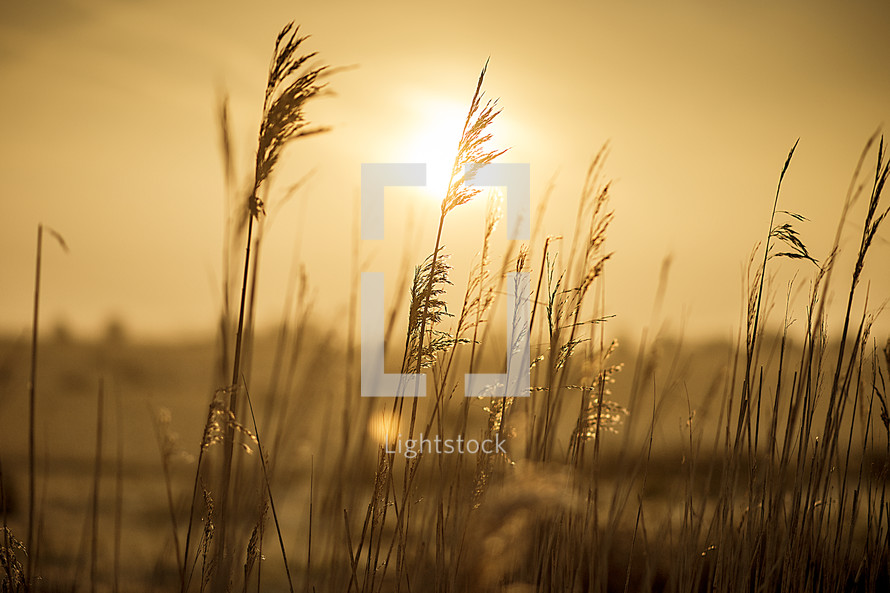 golden sunlight over a field of tall grasses 