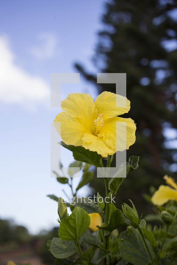 yellow Hibiscus flower 