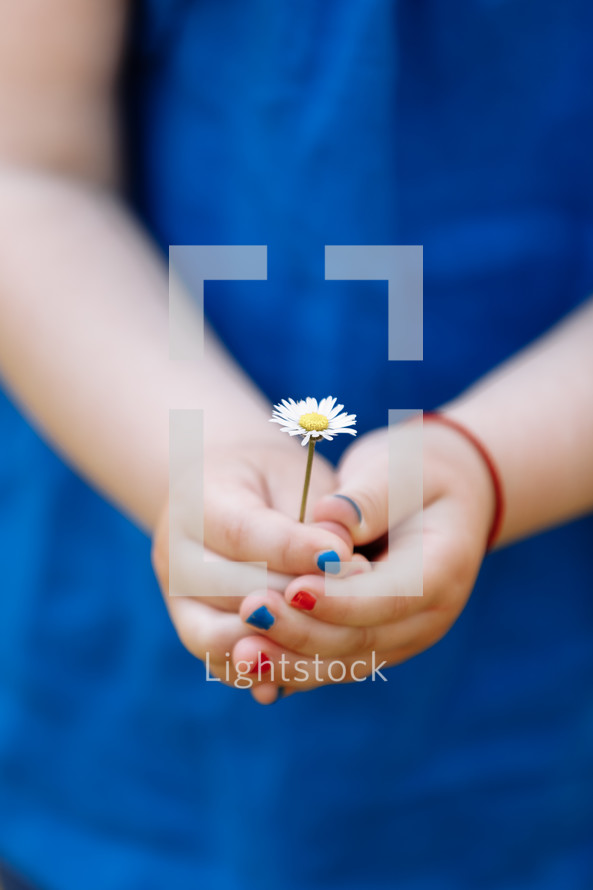 little girl in a blue blouse is holding a chamomile flower in her hands with manicure in a spring garden. selective focus