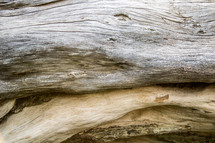 driftwood texture 