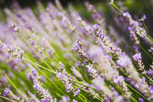 purple flowers in a field 