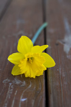 daffodil on a wood deck 
