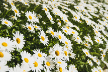 field of white daisies 