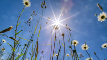 sunburst over a field of daisies 