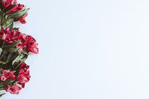 Border of red flowers on white background