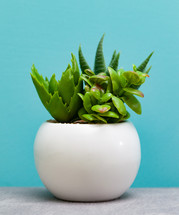 Green succulent plants in white flower pot
