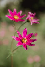 fuchsia wildflowers 