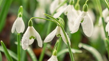 Detail of snowdrop flowers with dew drops blooming fast in spring morning growing time lapse
